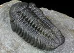 Pedinopariops Trilobite - Nice Preparation #66339-2